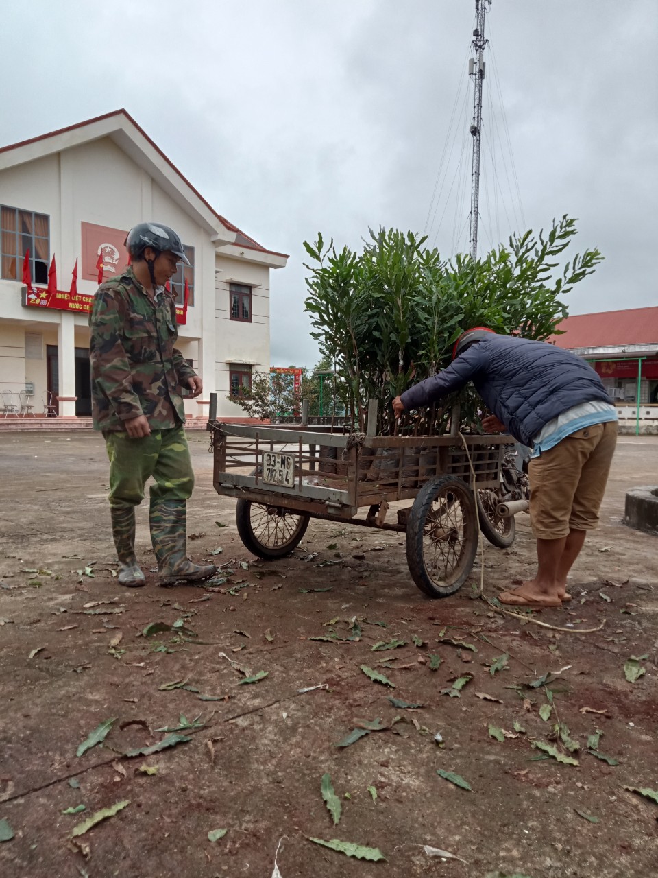 Hinh 5. Hỗ trợ giống cây mắc ca tại xã Ea Dăh